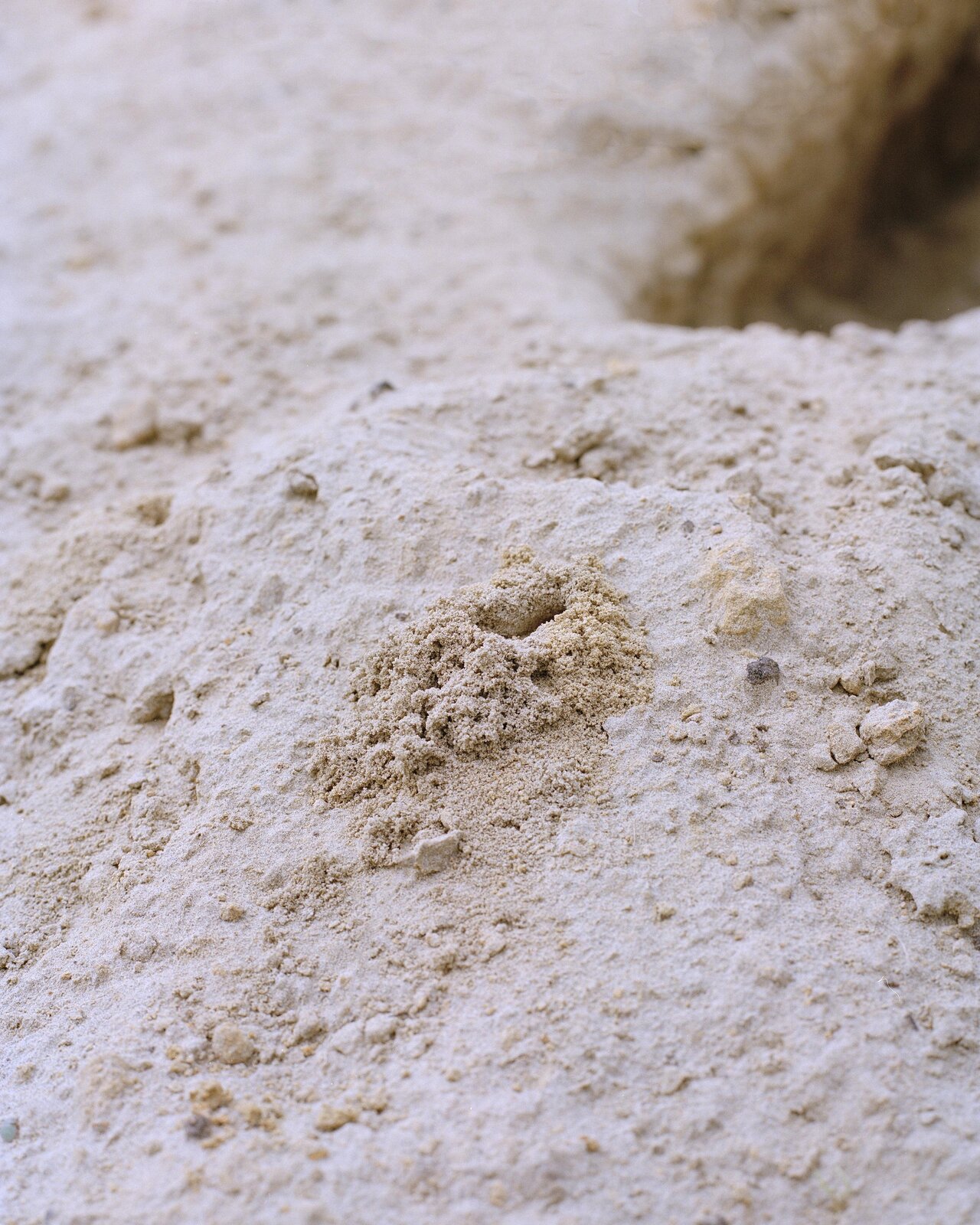 Nesting Ivy mining bees