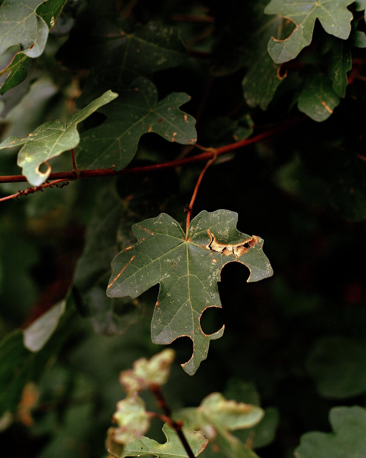 Evidence of Leaf-cutter bees