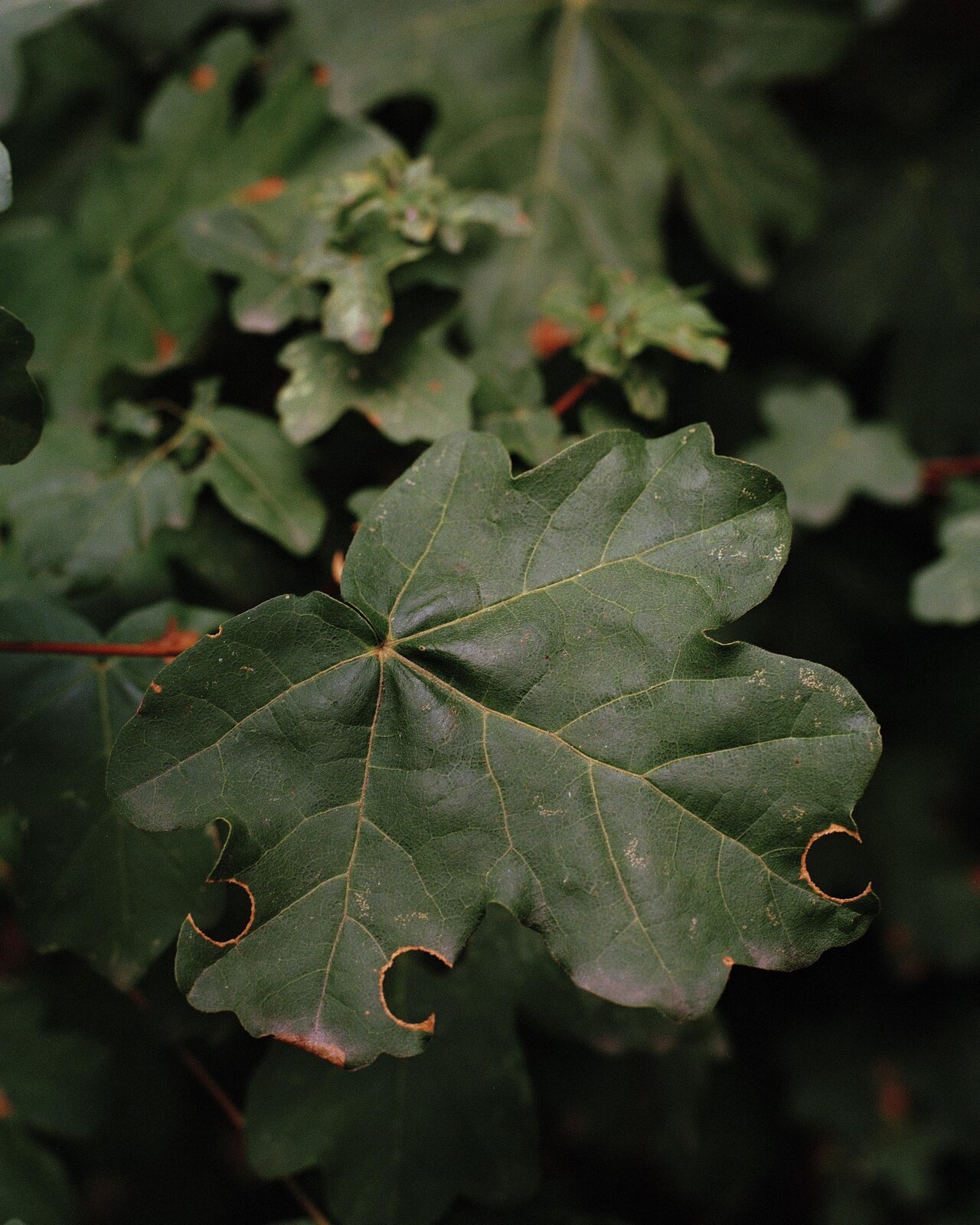 Evidence of Leaf-cutter bees