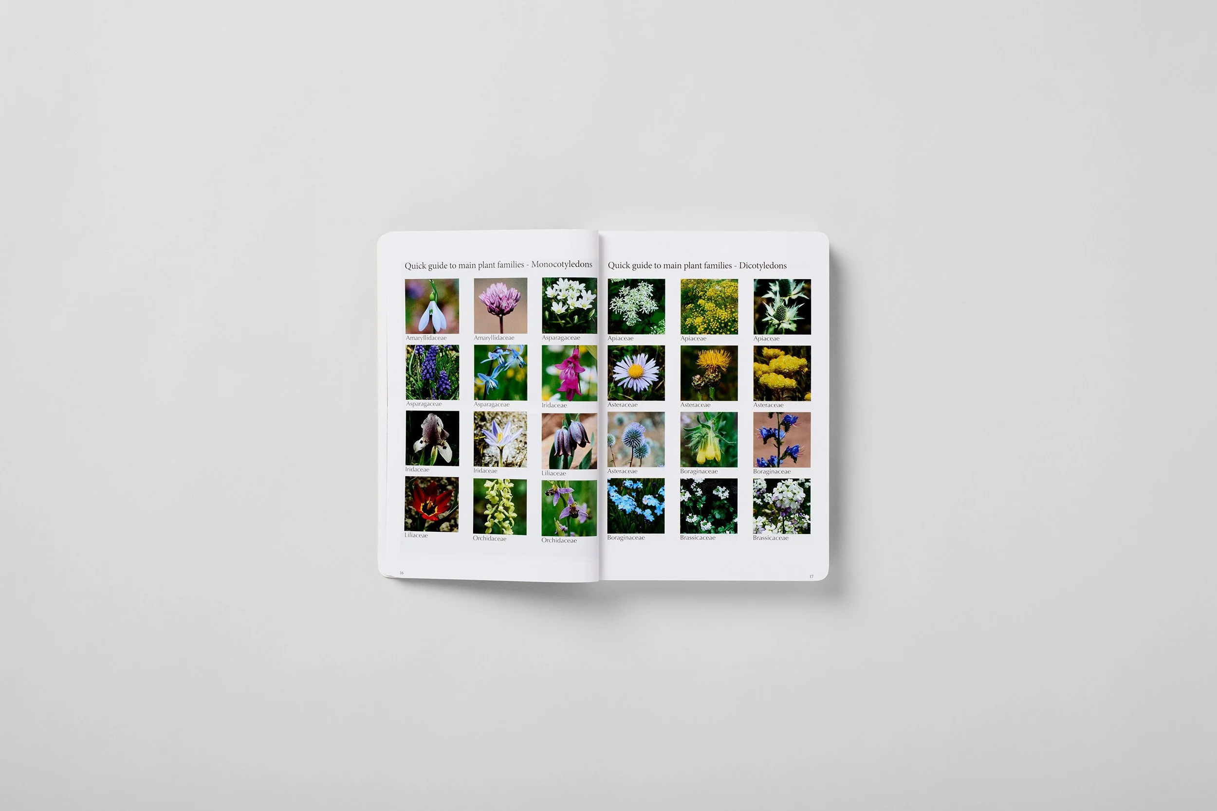 Interior spread from A Field Guide to the Plants of Armenia, photograph 4 of 6