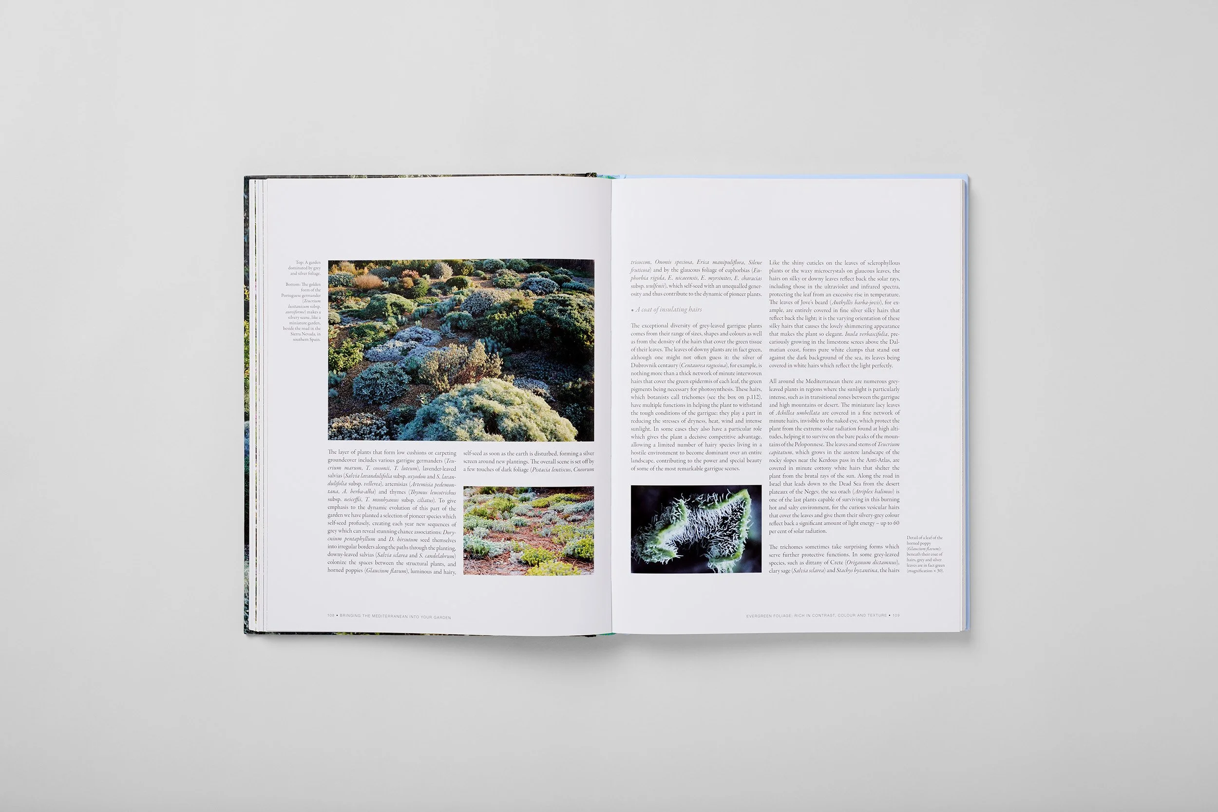 Interior spread from Bringing the Mediterranean into your Garden, photograph 3 of 6