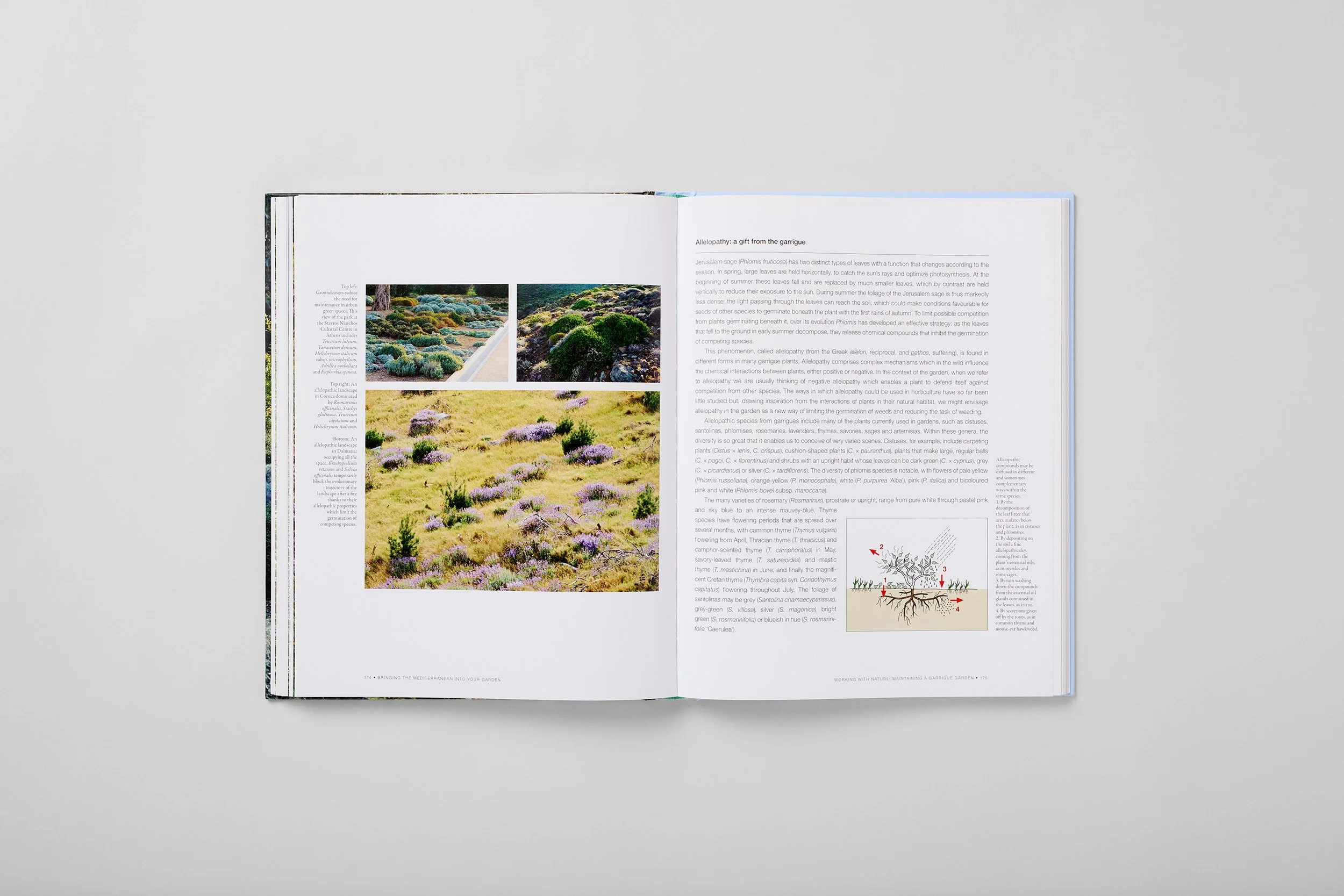 Interior spread from Bringing the Mediterranean into your Garden, photograph 5 of 6