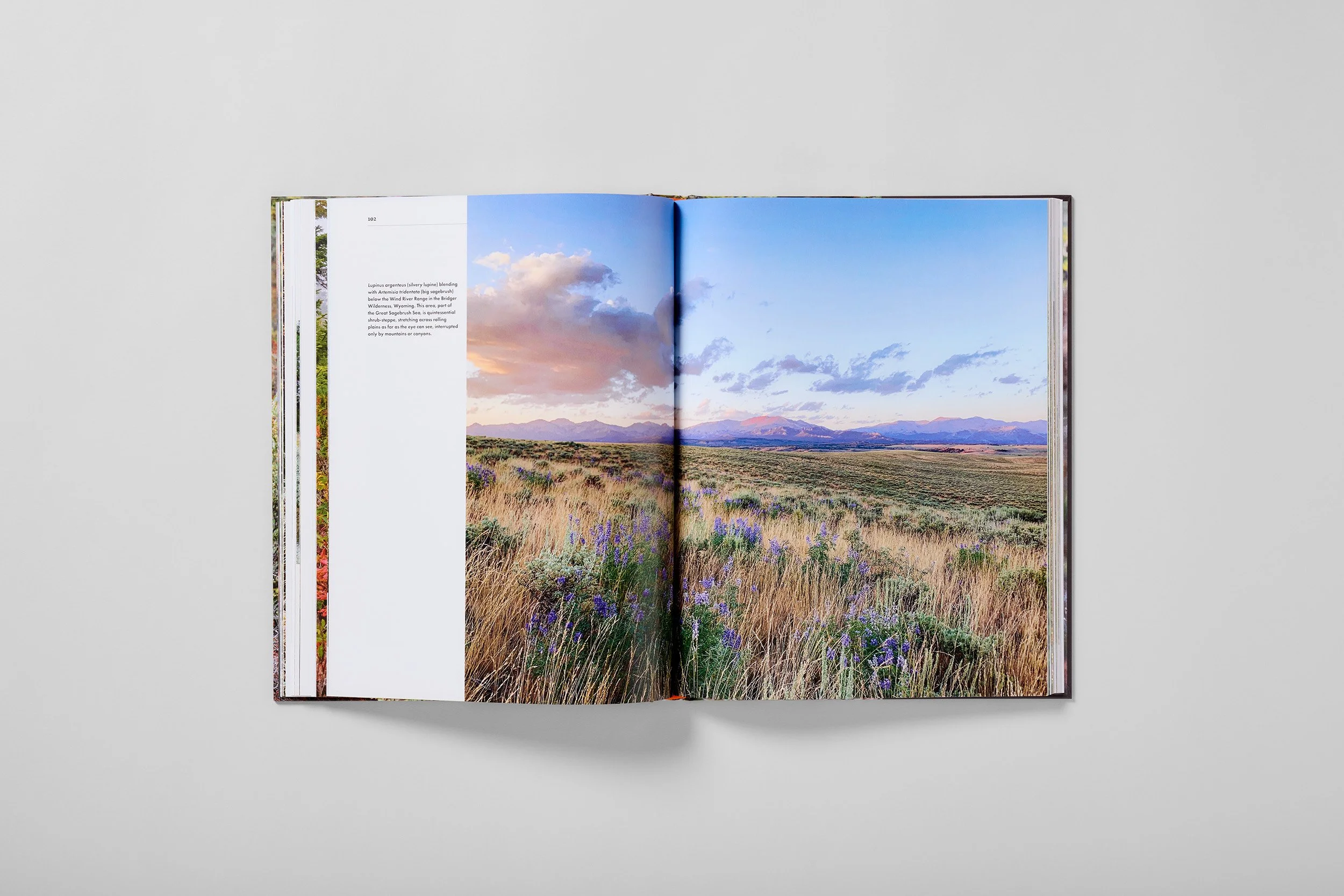 Interior spread from Shrouded in Light, photograph 2 of 4