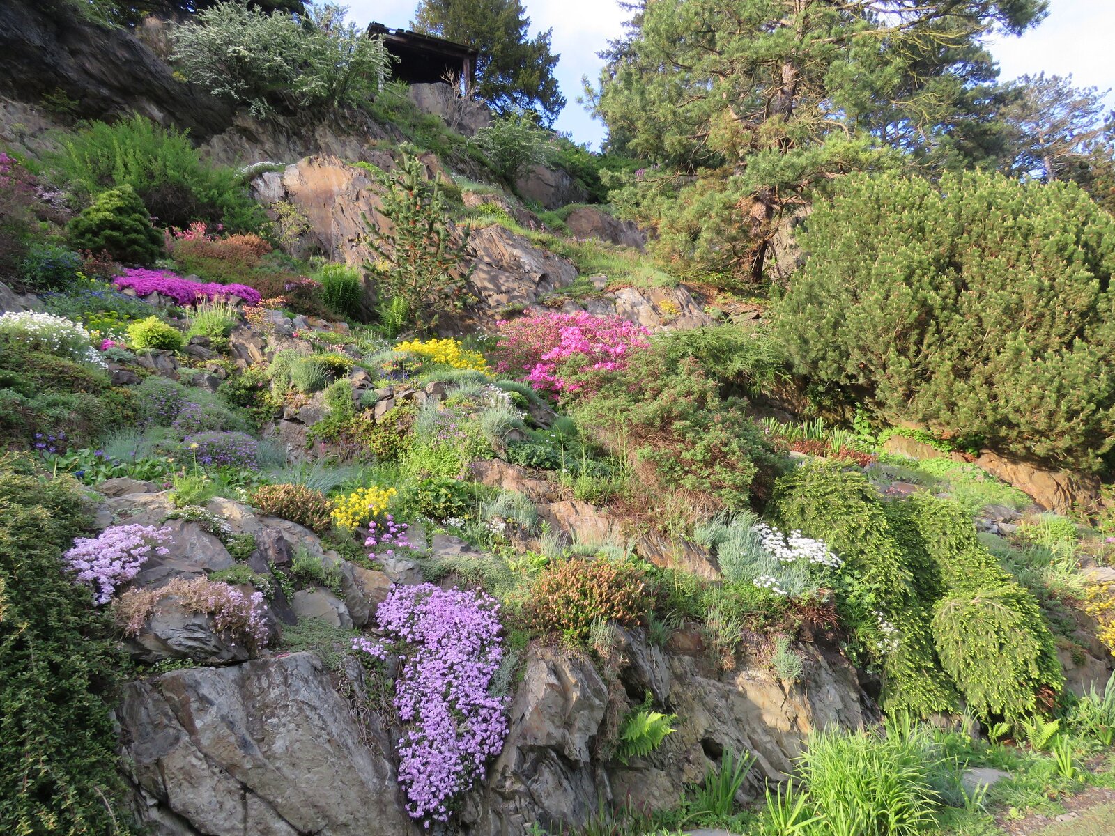 Crevice garden — rock and planting