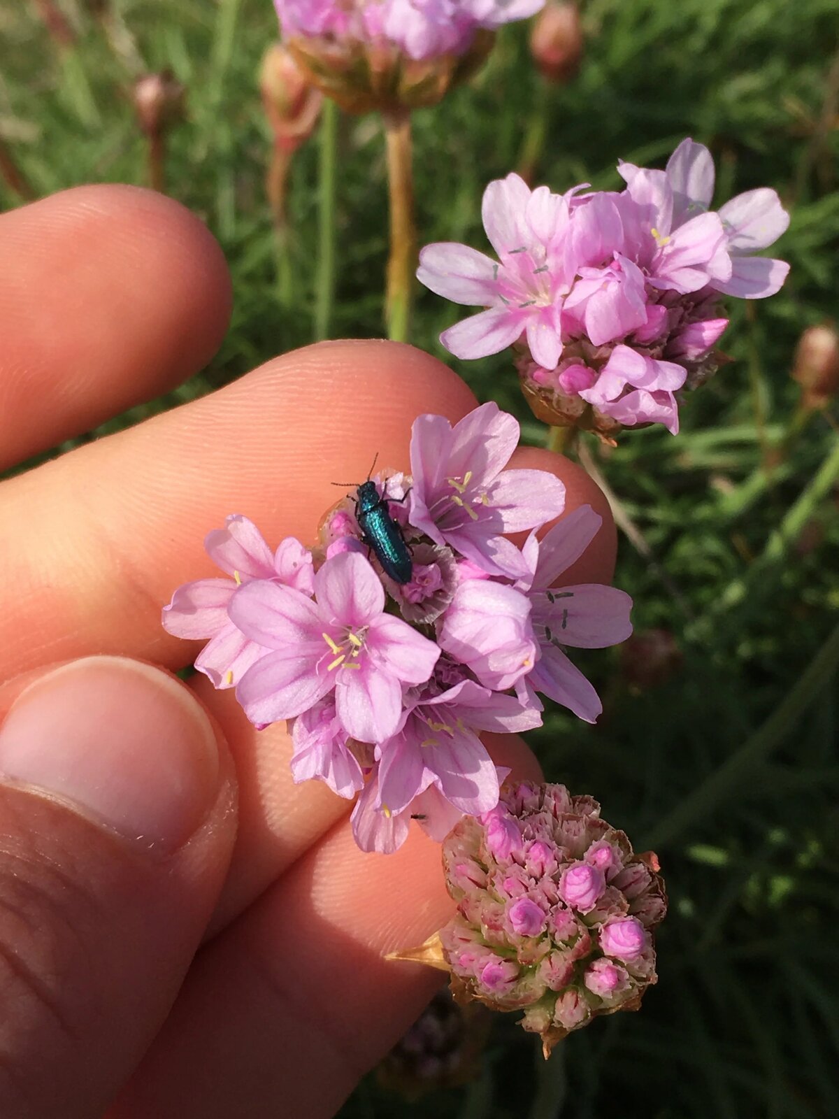 Sea thrift, Milford on Sea