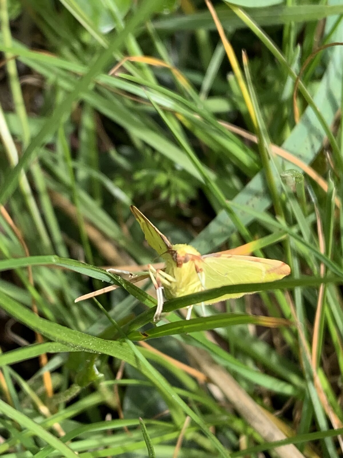 Brimstone moth, Lymington Salt Marshes