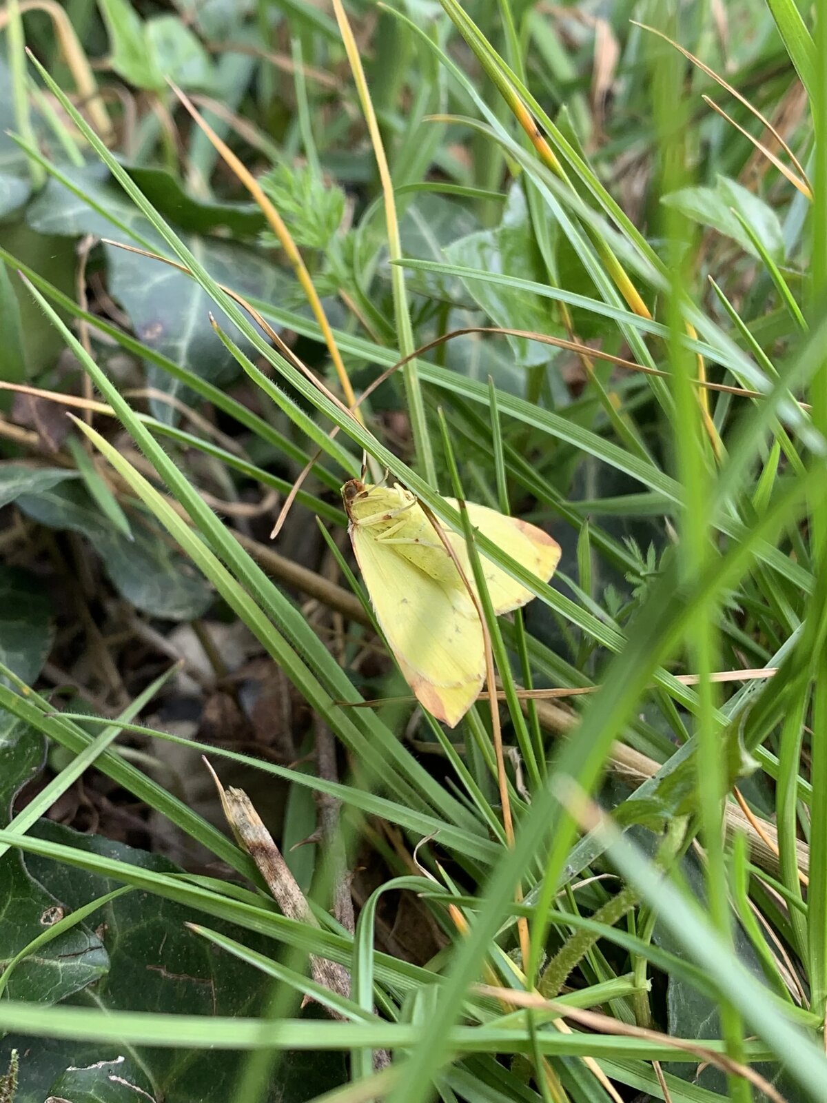 Brimstone moth, Lymington Salt Marshes