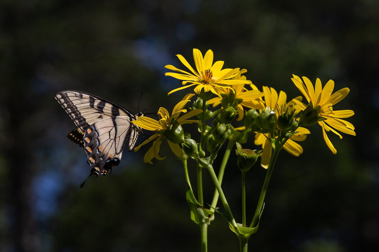 Federal Twist — plant communities