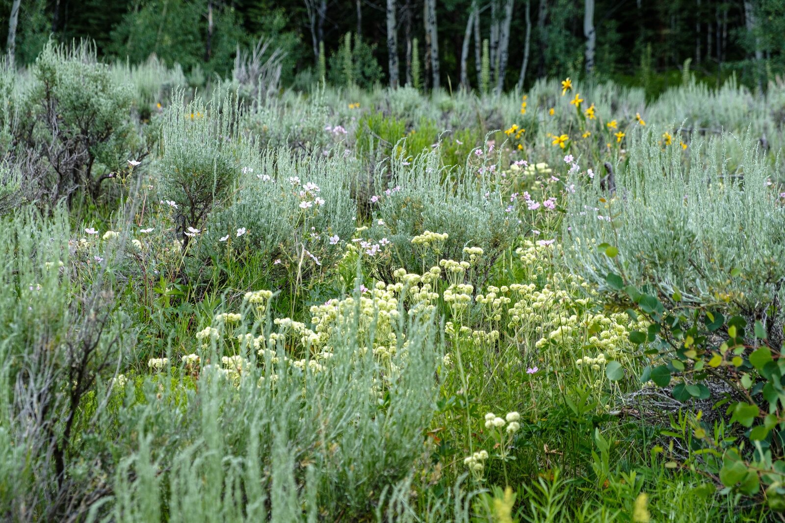 Wild shrubland — from Shrouded in Light
