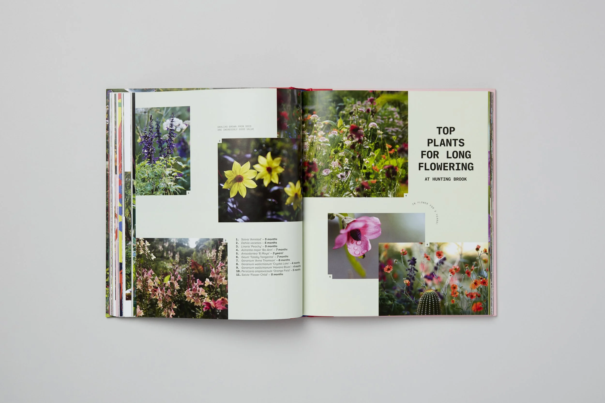 Interior spread from A Beautiful Obsession, photograph 10 of 18
