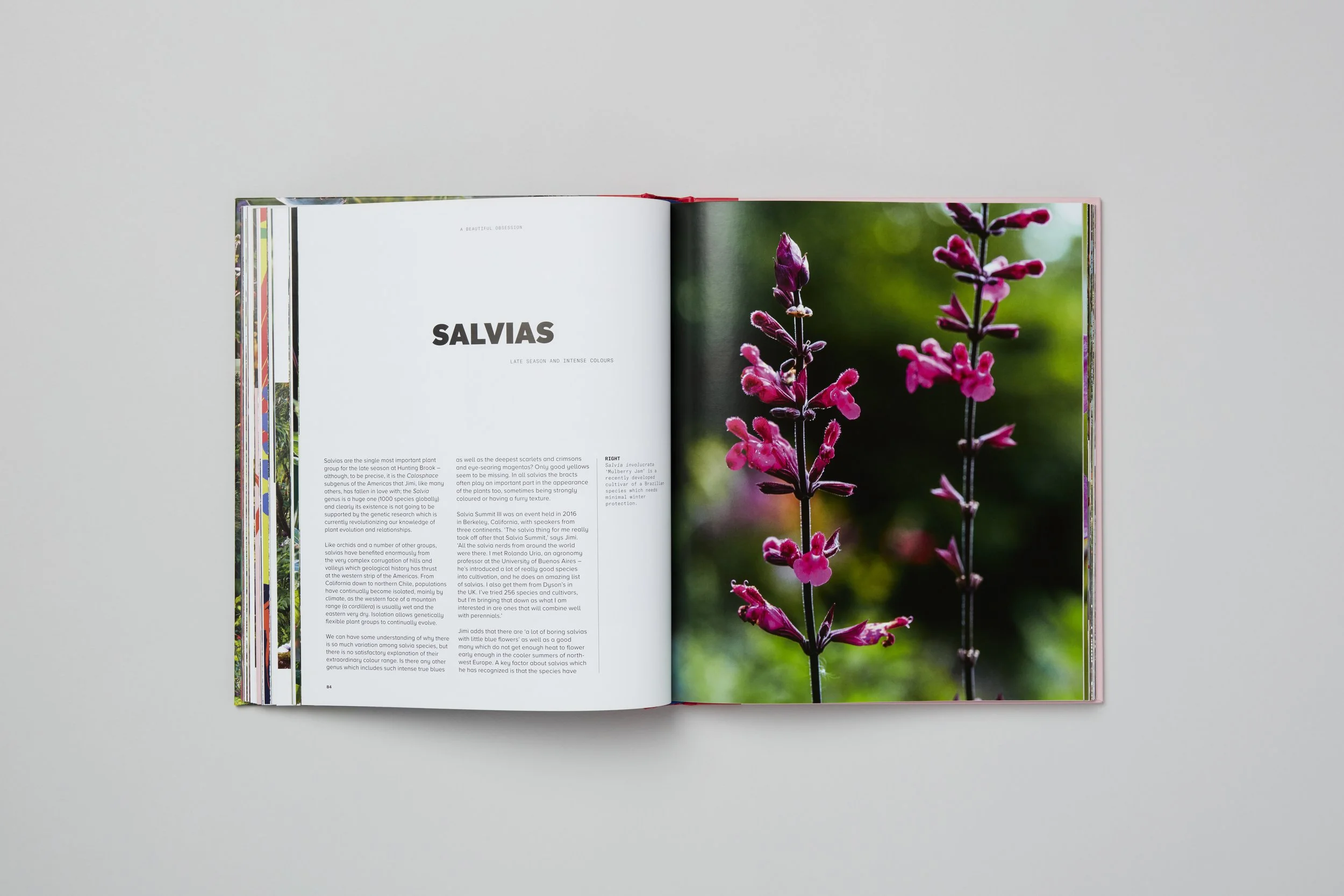 Interior spread from A Beautiful Obsession, photograph 11 of 18