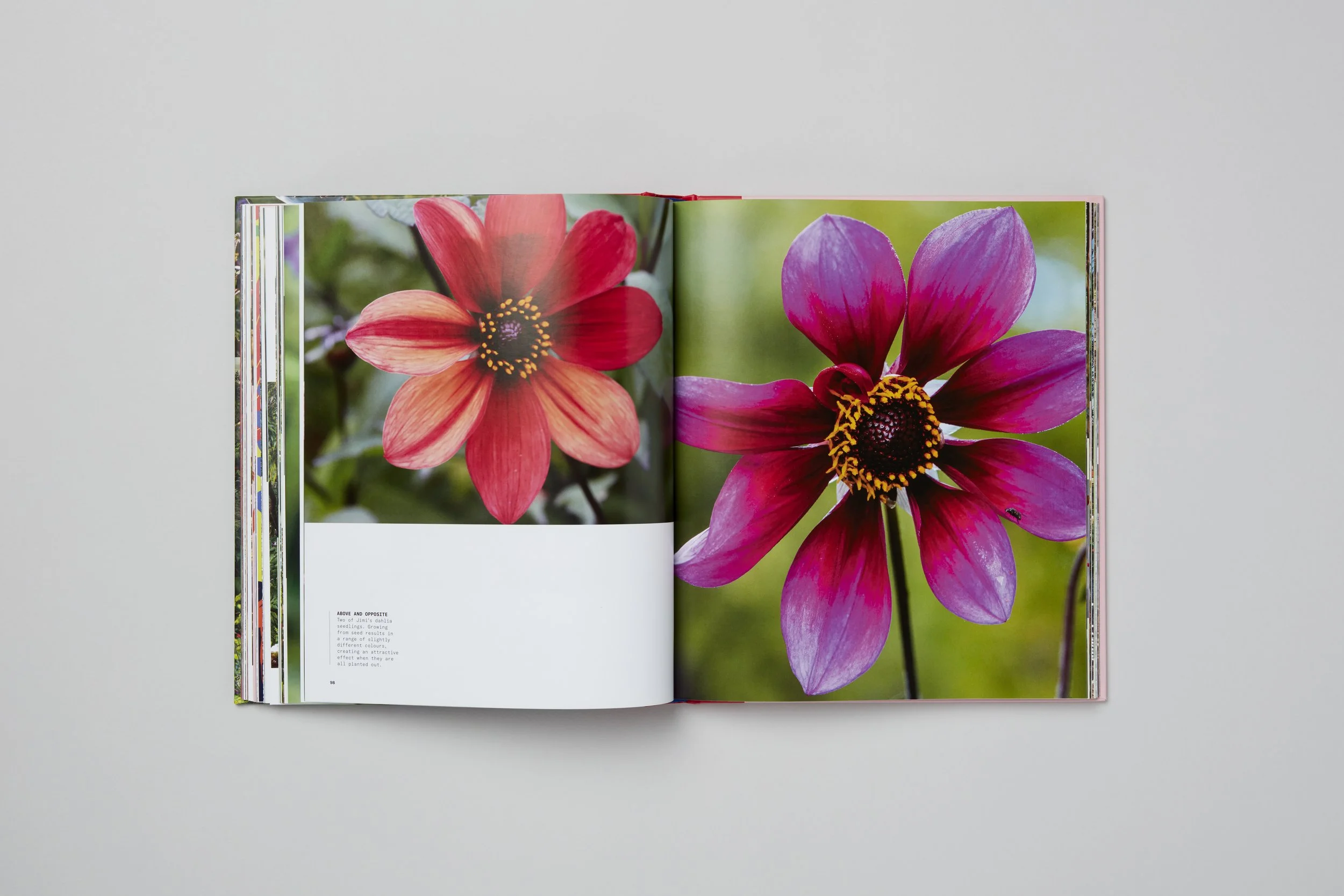 Interior spread from A Beautiful Obsession, photograph 12 of 18