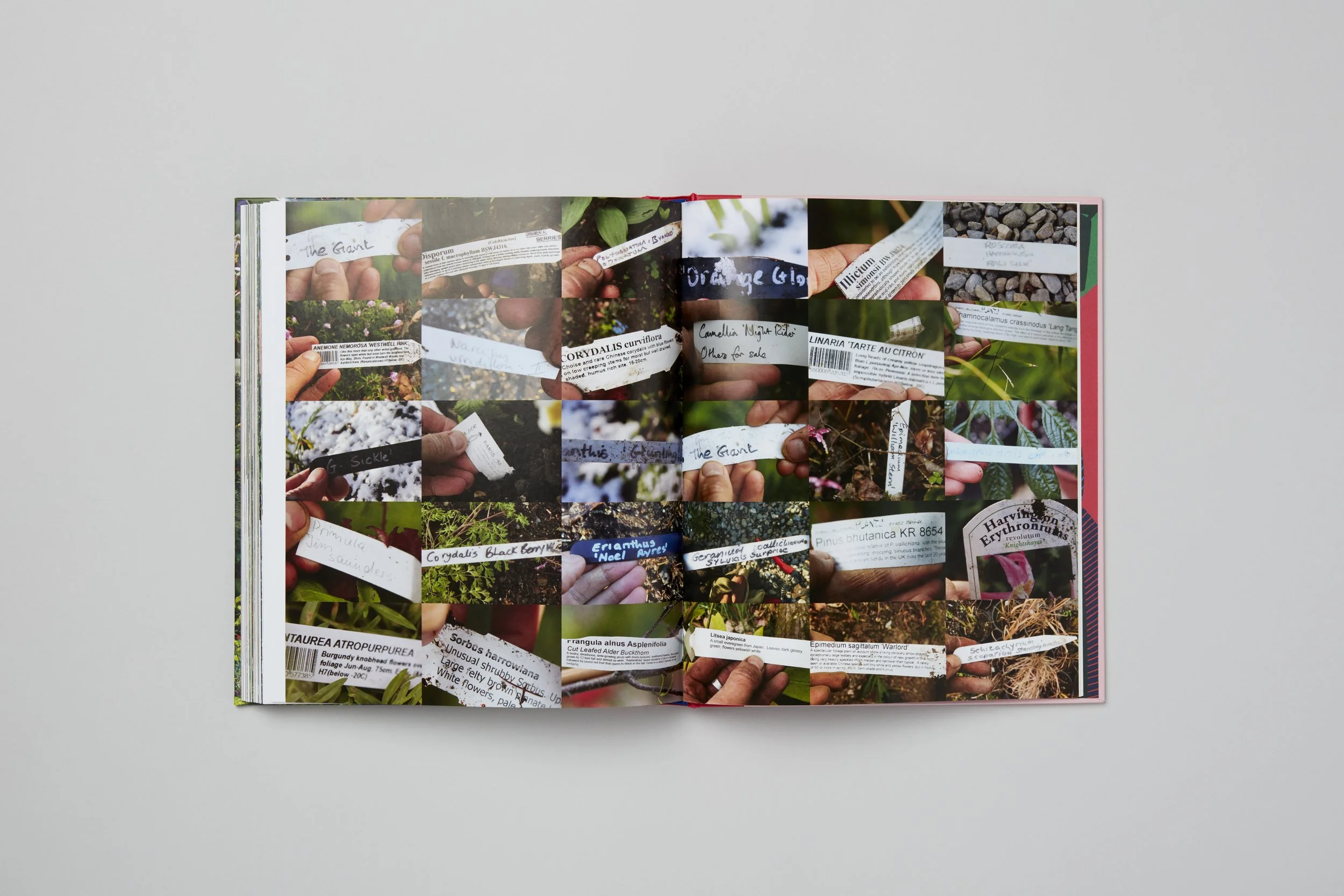 Interior spread from A Beautiful Obsession, photograph 18 of 18