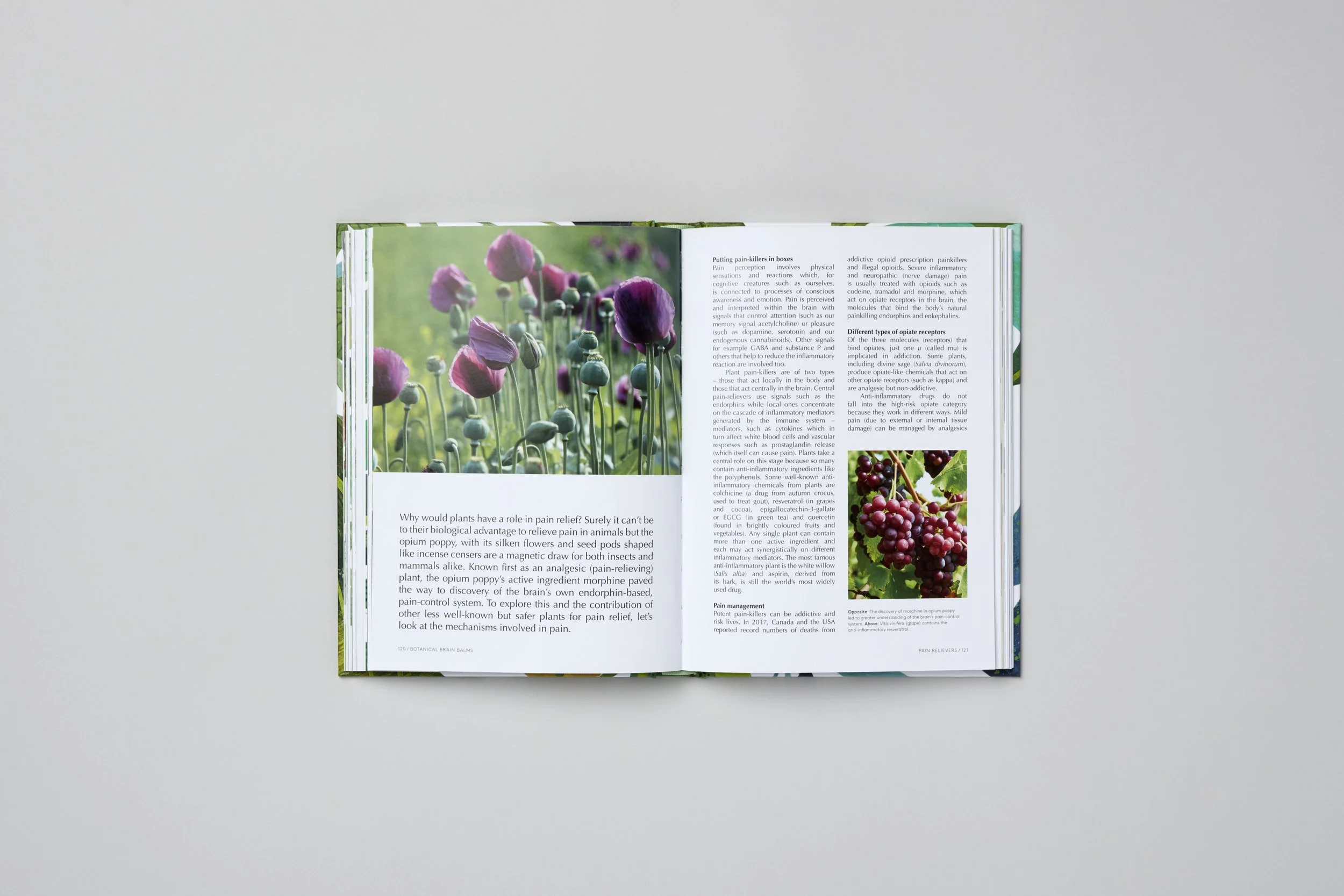 Interior spread from Botanical Brain Balms, photograph 7 of 11