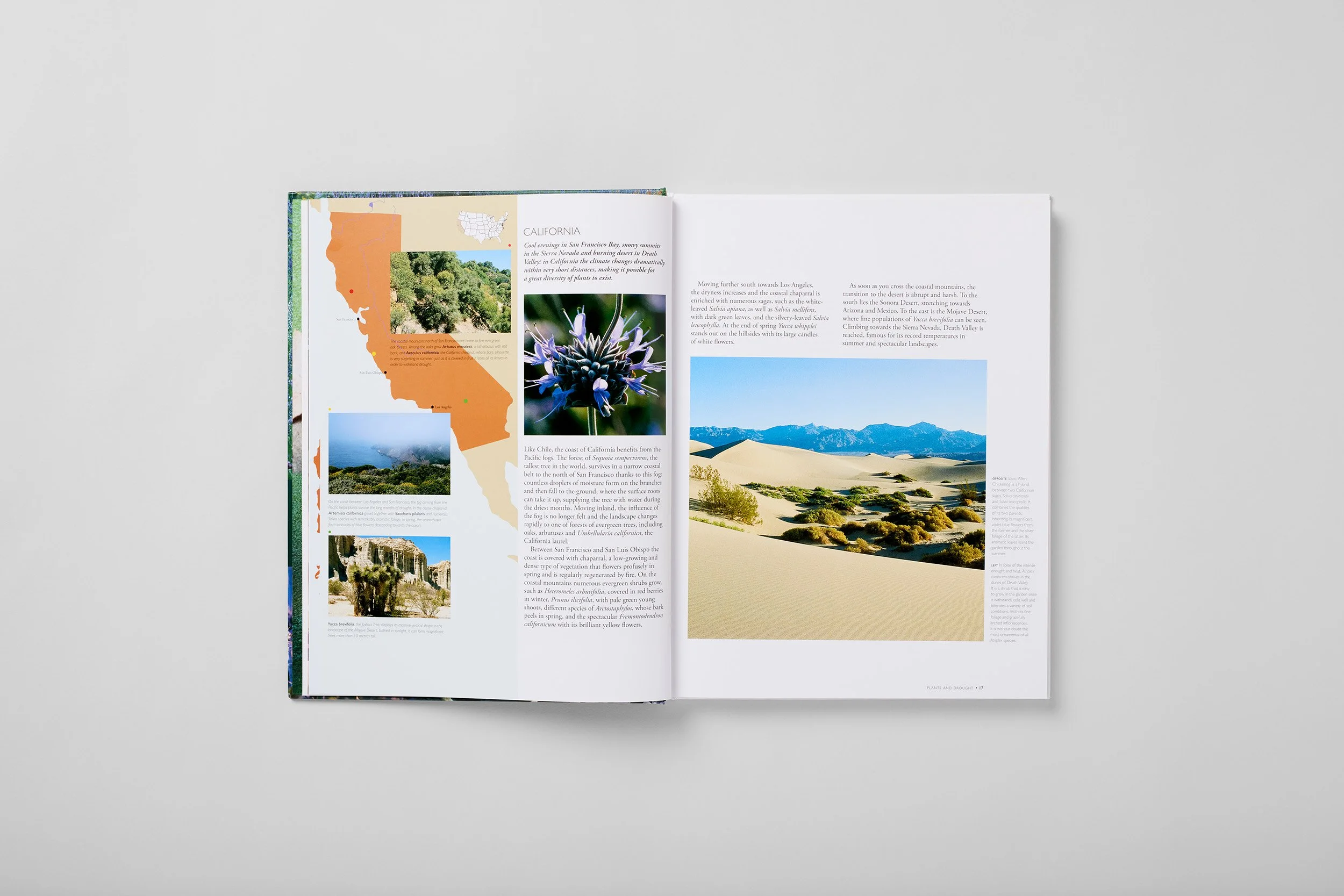 Interior spread from The Dry Gardening Handbook, photograph 1 of 6