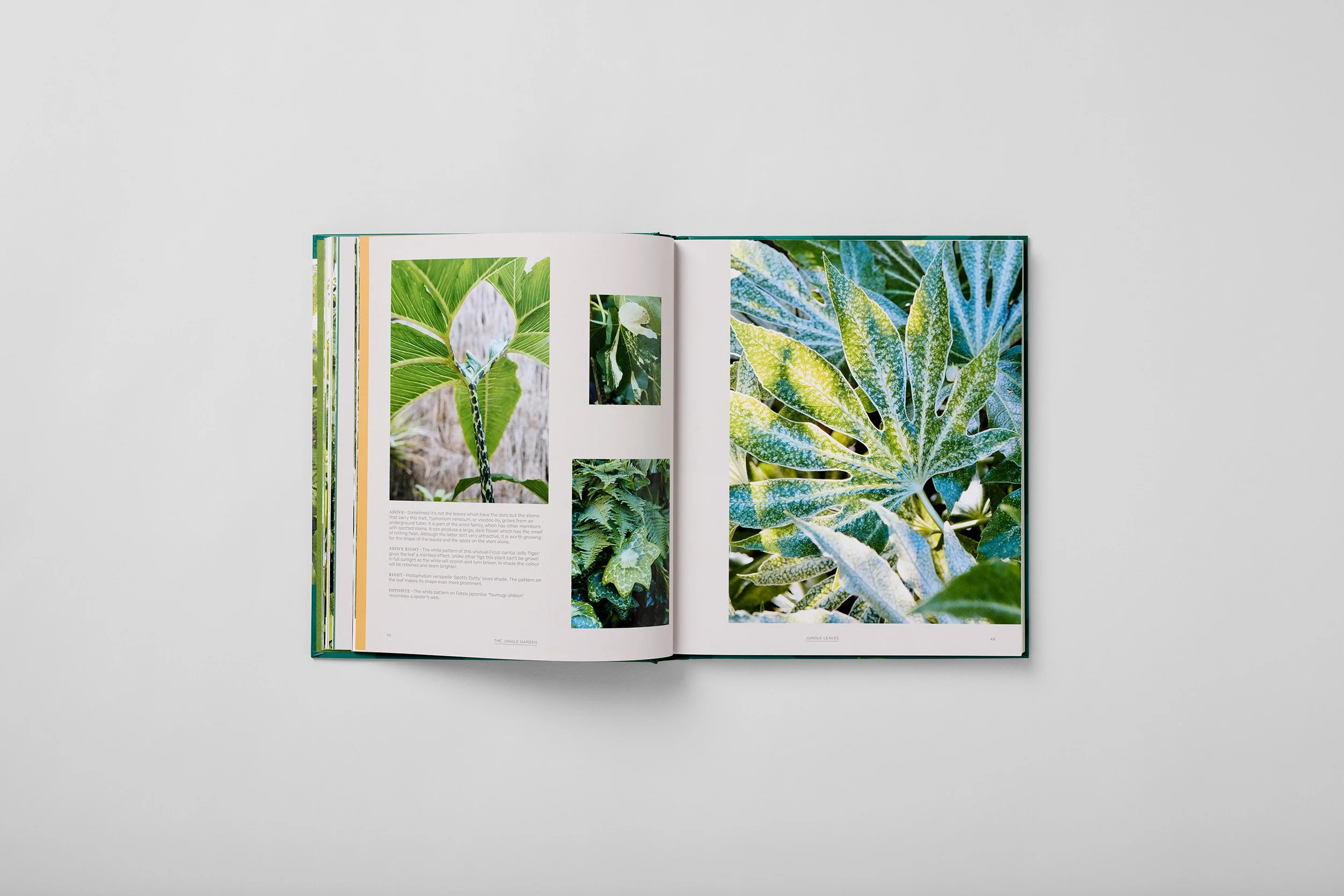 Interior spread from The Jungle Garden, photograph 3 of 6