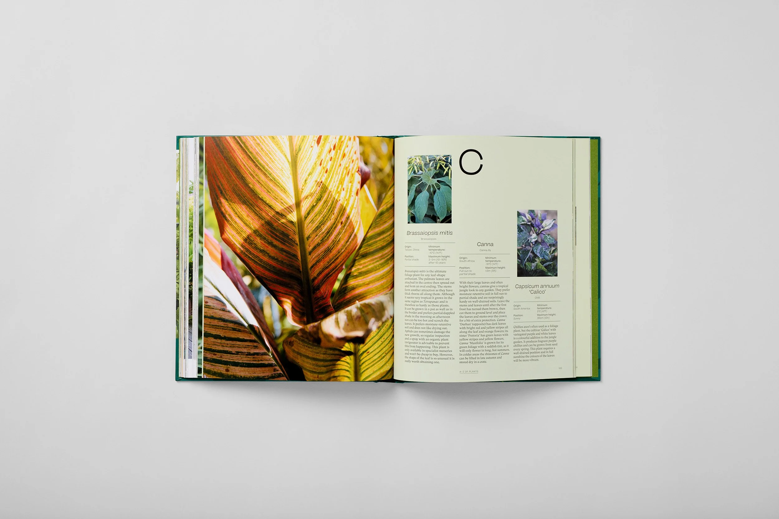 Interior spread from The Jungle Garden, photograph 6 of 6